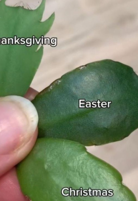 How to Tell the Difference Between Holiday Cactus Varieties How to Tell the Difference Between Holiday Cactus Varieties: The Complete 2,500+ Word Guide Holiday cacti are some of the most beloved seasonal houseplants—beautiful, long-lived, and surprisingly easy to grow once you understand their needs. 🌿✨ But here’s the twist: most people don’t actually know which type they own. What many call a “Christmas cactus” is usually a Thanksgiving cactus, and the true Christmas cactus is far less common in stores. Then there’s the Easter cactus, a unique third member of this festive trio that blooms months later and looks noticeably different once you know what to look for. This comprehensive guide walks you through the differences between Thanksgiving cactus (Schlumbergera truncata), Christmas cactus (Schlumbergera bridgesii), and Easter cactus (Rhipsalidopsis gaertneri)—including leaf structure, flower shape, bloom timing, origins, care variations, expert insights, and a detailed comparison table. You’ll also find 10 FAQs, related recipe links suggestions (per your instructions), health and safety tips for plant handling, and natural-language explanations that make everything easy to understand. By the end, you’ll be able to identify your plant instantly—and care for it confidently. 🌸🌵🎄 What Makes Holiday Cacti Unique? Unlike typical desert cacti, all three holiday cacti are tropical or subtropical epiphytes