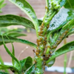 Just one cup a month is enough — even a dry stem will burst into bloom