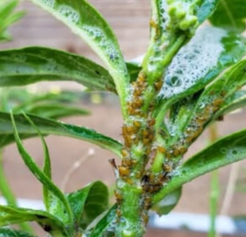 Goodbye to scale insects, aphids, snails, and other pests