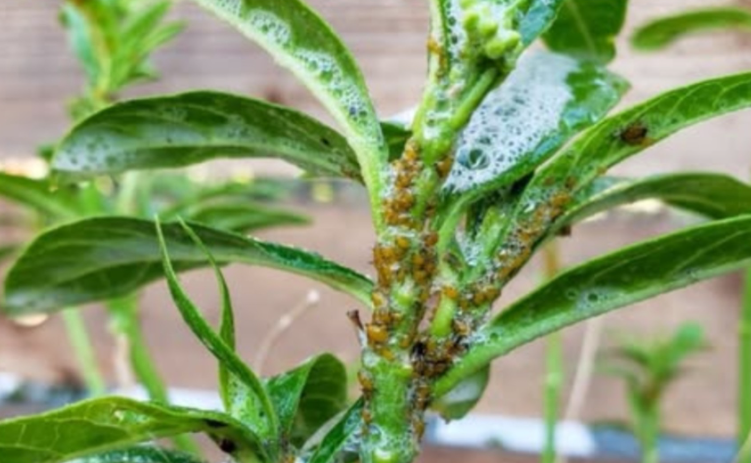Goodbye to scale insects, aphids, snails, and other pests