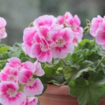 25 Incredible Benefits of Guava Leaves