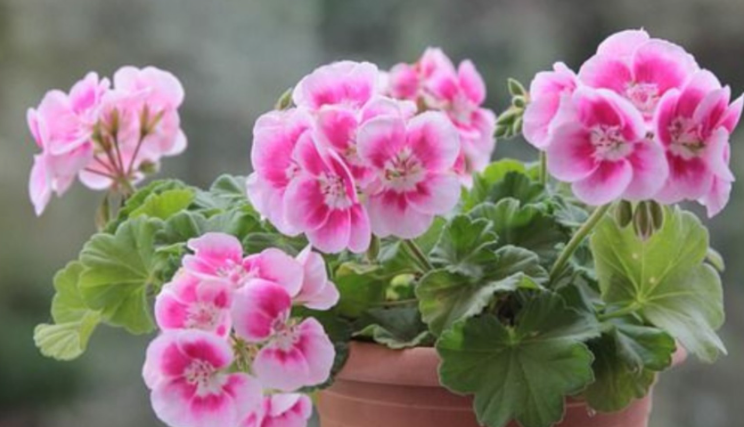 Geraniums: If you do this at least once a month, they will bloom continuously.