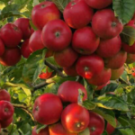 25 Incredible Benefits of Guava Leaves