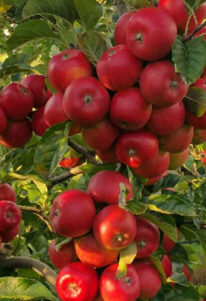 From Seed to Tree: How to Grow Your Own Apple Tree