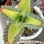 How To Propagate Rosemary from Cuttings in 4 Easy Steps