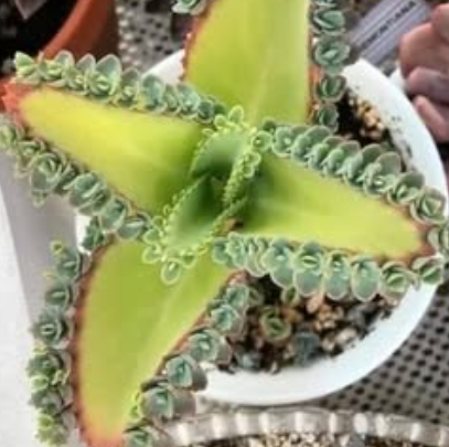 This plant is called "Mother of Thousands" Scientific name Kalanchoe daigremontiana