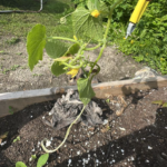 Which Plants to Fertilize Before Winter (And Which to Skip)