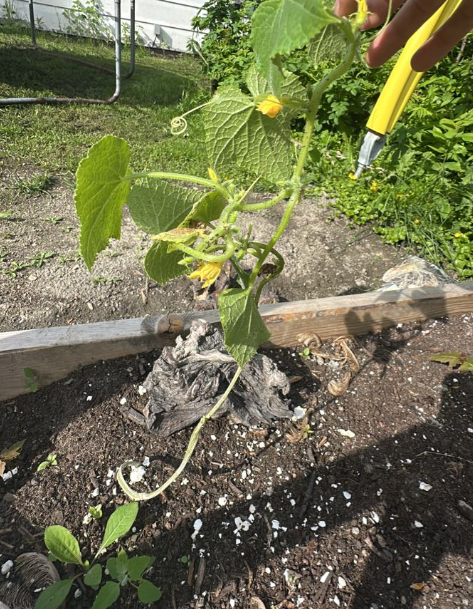 17 Plants That Thrive with Coffee Grounds – Boost Growth Naturally