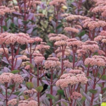 Master Container Gardening: Top Tips to Grow Potatoes Like a Pro!