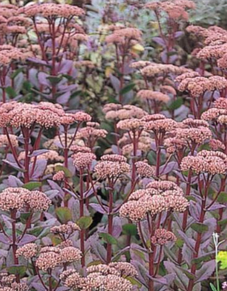 Which Plants to Fertilize Before Winter (And Which to Skip)