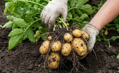 Master Container Gardening: Top Tips to Grow Potatoes Like a Pro!