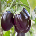 Master Container Gardening: Top Tips to Grow Potatoes Like a Pro!