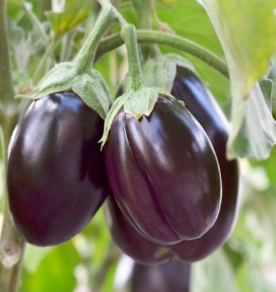 How to grow eggplants in containers
