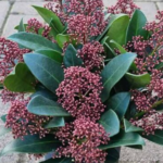 Keep Rats, Snakes, and Stray Animals Away with This Simple Camphor Hack