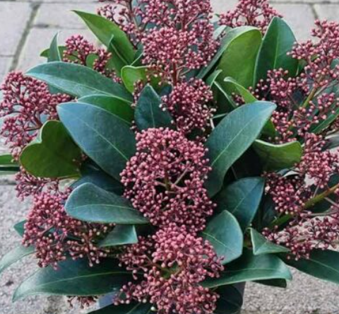 How to Grow a Clove Tree From Seed: A Complete Guide With Pro Tip