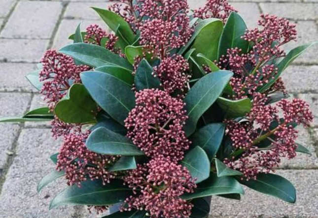 How to Grow a Clove Tree From Seed: A Complete Guide With Pro Tip