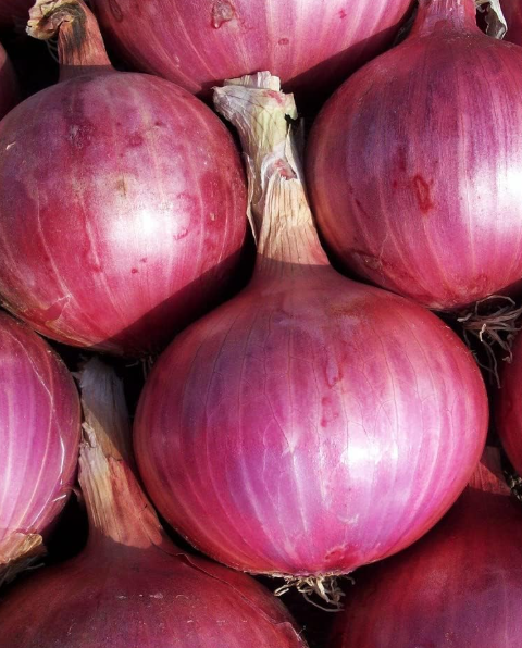 Never Throw Away Onion Peels: A Natural Treasure for Thriving Plants