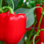 Multiply Your Sansevieria Like a Pro: Fast and Easy Propagation Tips