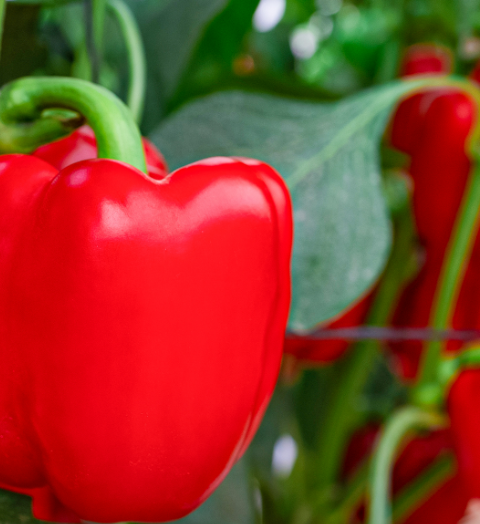How to Grow Bell Peppers at Home – Step by Step