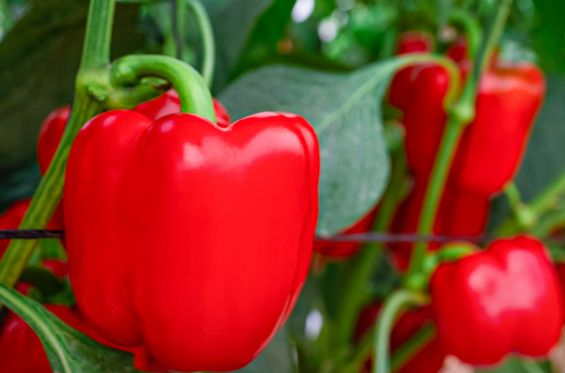 How to Grow Bell Peppers at Home – Step by Step