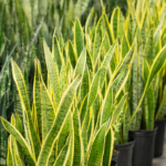 How to Grow Bell Peppers at Home – Step by Step