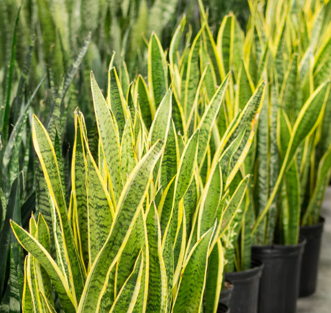 Multiply Your Sansevieria Like a Pro: Fast and Easy Propagation Tips