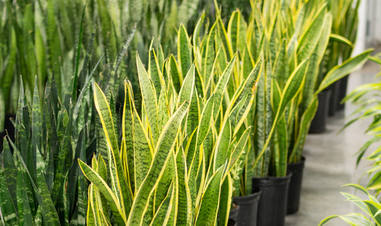 Multiply Your Sansevieria Like a Pro: Fast and Easy Propagation Tips