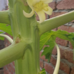 11 Surprising Benefits of The Miracle Leaf of Life