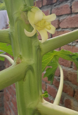 The Real Power of Male Papaya Flowers: Blood Sugar, Heart Health & More