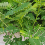 Cloves and Garlic: The Ultimate Natural Antimicrobial Duo