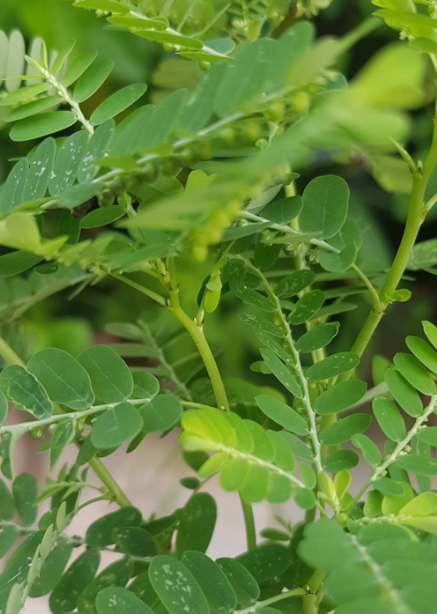 Stone Breaker (Phyllanthus niruri): A Miracle Herb with 25 Benefits and Practical Ways to Use It