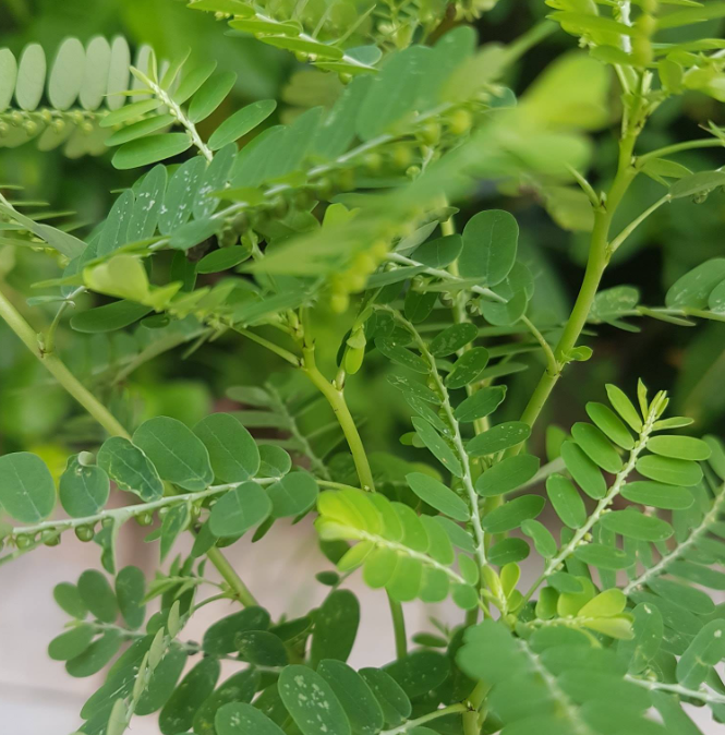 Stone Breaker (Phyllanthus niruri): A Miracle Herb with 25 Benefits and Practical Ways to Use It