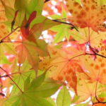 The Remarkable Power of Garlic for Foot Health: Benefits and Homemade Uses