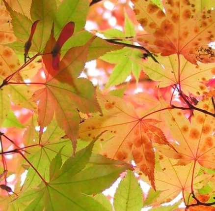 Maple Trees from Root to Crown: A Complete Guide to Every Edible Part