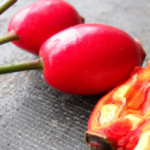 Maple Trees from Root to Crown: A Complete Guide to Every Edible Part