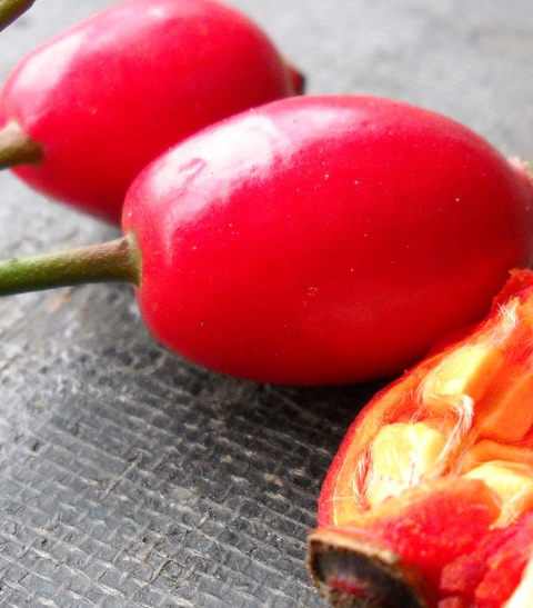 The Hidden Power of Rose Hips: Nature’s Overlooked Treasure Growing in Your Backyard