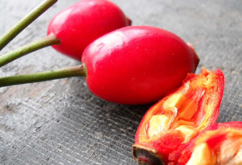 The Hidden Power of Rose Hips: Nature’s Overlooked Treasure Growing in Your Backyard