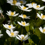 The Hidden Power of Rose Hips: Nature’s Overlooked Treasure Growing in Your Backyard