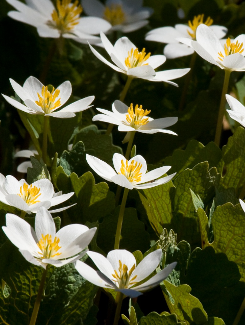 Bloodroot (Sanguinaria canadensis): The Hidden Power of a Small Forest Flower