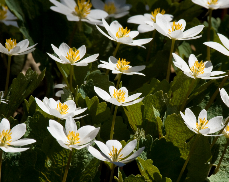 Bloodroot (Sanguinaria canadensis): The Hidden Power of a Small Forest Flower