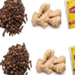 Bloodroot (Sanguinaria canadensis): The Hidden Power of a Small Forest Flower