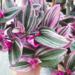 Don’t Throw Away Date Seeds – Here’s Why They’re So Powerful