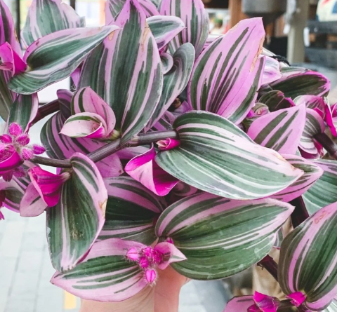 Tradescantia zebrina: The Colorful Healer Hidden in Plain Sight