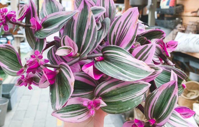 Tradescantia zebrina: The Colorful Healer Hidden in Plain Sight