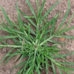 Top 3 Ways to Treat Tooth Decay with Guava Leaves – Simple and Cost-Effective