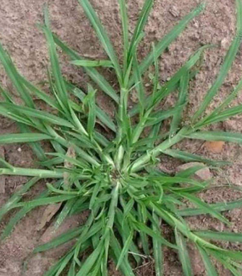 The Hidden Power of Goosegrass