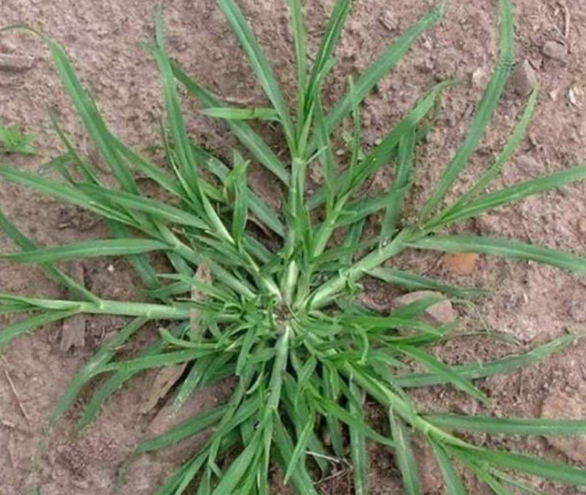 The Hidden Power of Goosegrass