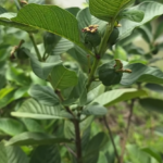 The Hidden Power of Goosegrass
