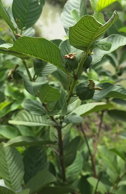 Top 3 Ways to Treat Tooth Decay with Guava Leaves – Simple and Cost-Effective