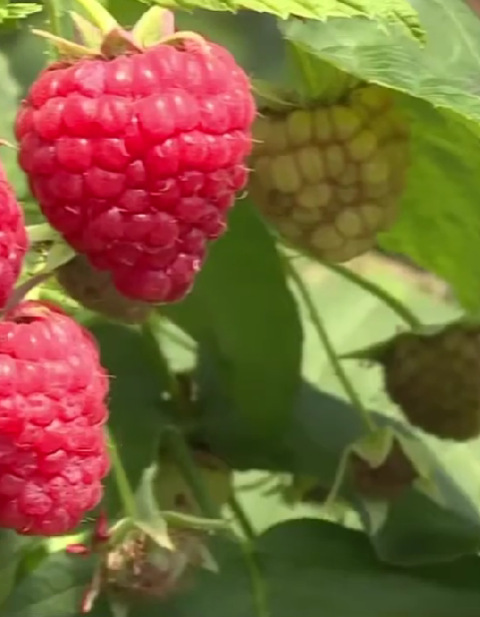 Raspberry Leaf Power: 30 Benefits and How to Use It